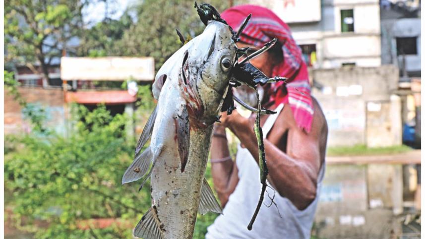 people catching escaped fish