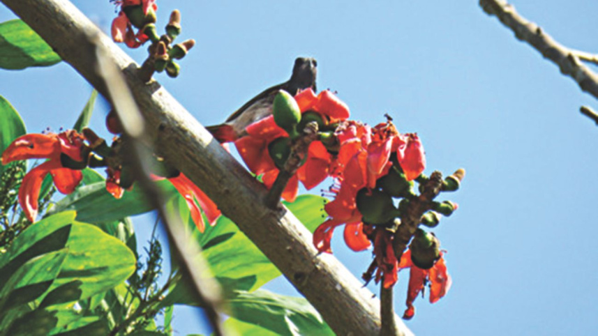The Haor's of Bangladesh - Birders Paradise