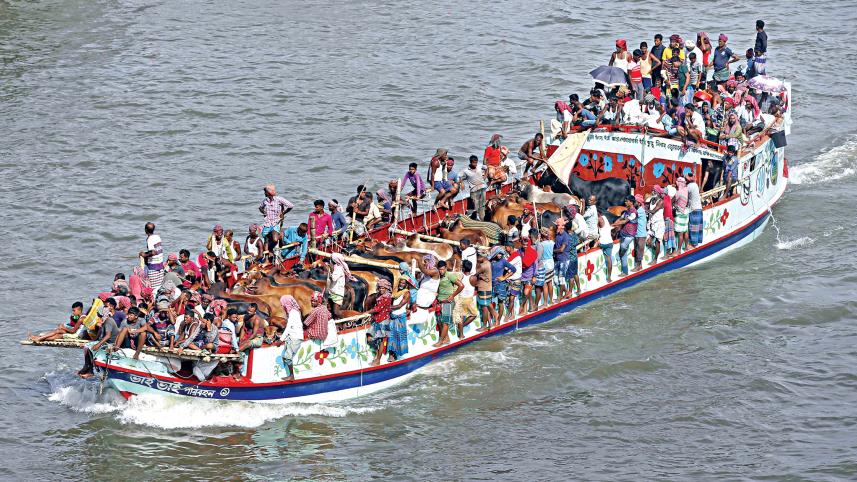 traders bringing cattle