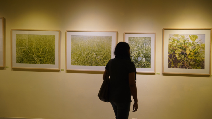 ‘Splendor of Green’: Exhibition explores the beauty of foliage in fine detail