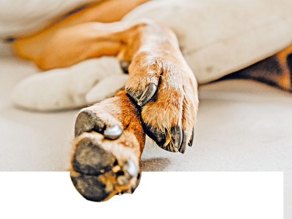 animal-protection.jpg