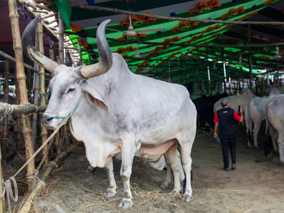 The chaos, beauty, and tradition of Gabtoli cattle market
