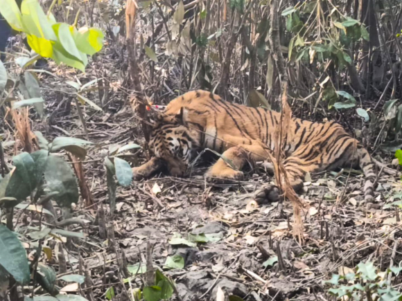 What should happen to rescued tigers after recovery?