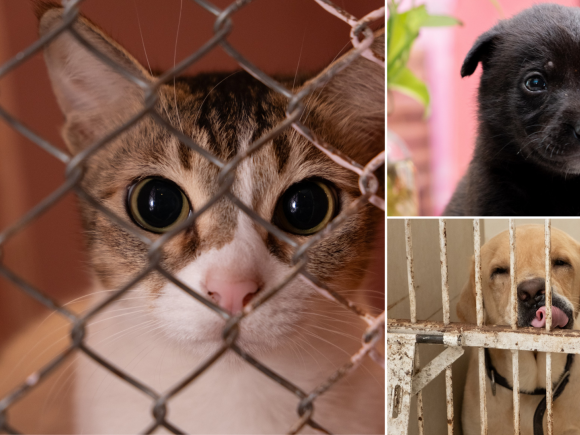 Why we owe street animals a better solution than culling 