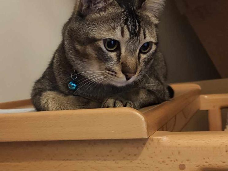 animal friendly cafes for date