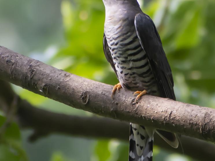 Birds of the National Botanical Garden: A photographer’s sanctuary