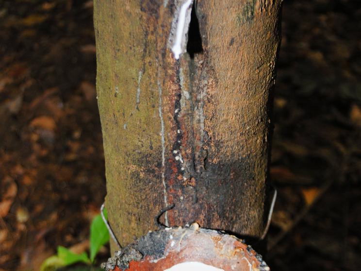 'Caoutchouc', a Native word for rubber tree, which means 'the wood that weeps'