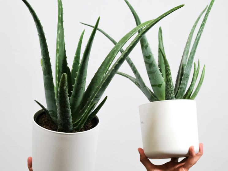 aloe vera      Want plants? Try these low-maintenance greens that are hard to kill!       feey-nu9u66fmutc-unsplash.jpg