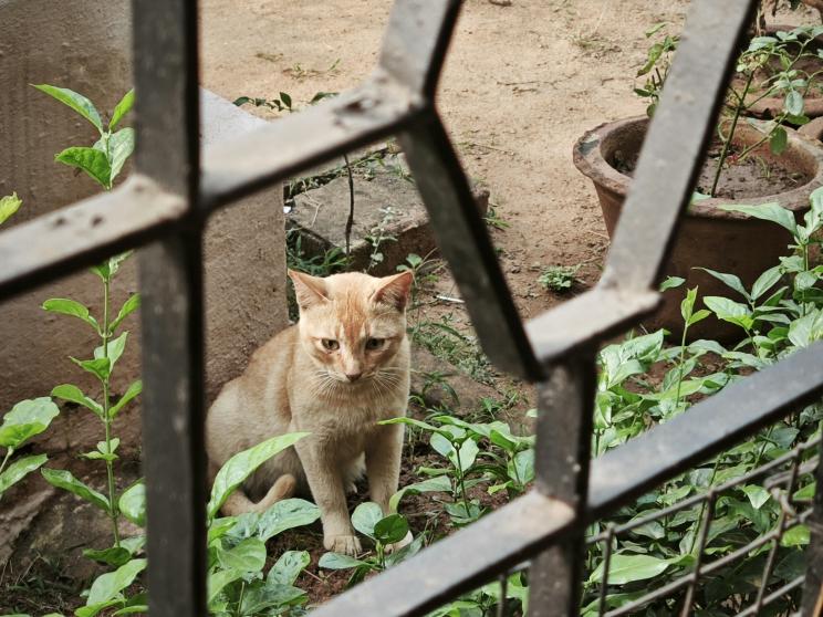 Why are we hurting the cats that need us most?         miom-_0326-xmj72kplmgw-unsplash.jpg