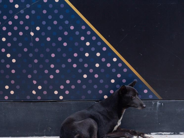 Do we care about animal cruelty? Bangladesh’s disturbing reality