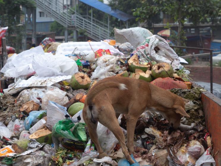 Do we care about animal cruelty? Bangladesh’s disturbing reality