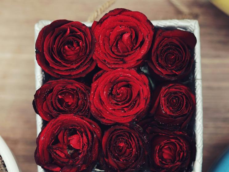 Transform your terrace with colourful winter blooms this season    kamran-gholami-hsi_rp3snhw-unsplash.jpg