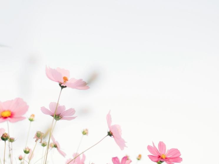 Transform your terrace with colourful winter blooms this season    tomoko-uji-oq6mdb4o6va-unsplash.jpg