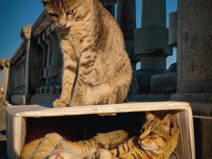 Cold weather puts animals at risk—here’s what you can do    mohaned-eribi-cfhb68k_lmo-unsplash.jpg