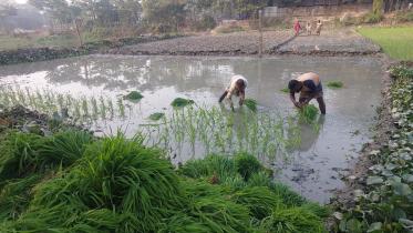 Noakhali Irri_boro paddy PIC 01 (1).jpg