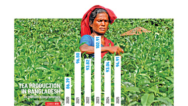 Bangladesh tea production 2025 increase