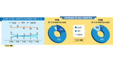 Hybrid rice coverage doubles in five years
