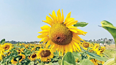Sunflower-field-1.jpg