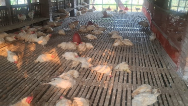 Chicken die (2).jpeg