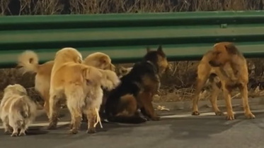 Dogs_Lost_China.jpg