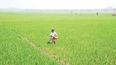 government's fertiliser support for farmers in Bangladesh