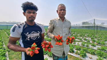Strawberry-cultivation.jpg