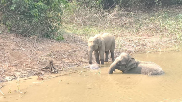 Elephant.jpg