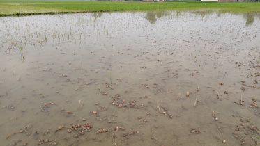 Photo: Mostafa Shabuj/Star