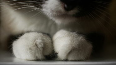 Photo of a cat's paws