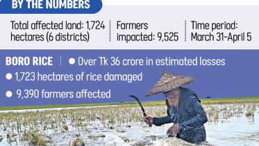 Bangladesh Boro Rice Crop Damage 2026