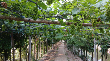 grape cultivation in Thakurgaon Bangladesh