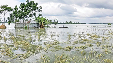 haor-wetland.jpg