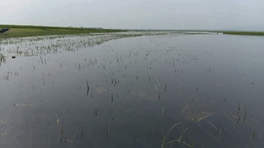 submerge-500-hectares-of-Boro-01.jpg