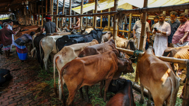 Bangladesh qurbani cattle market economic problems