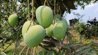 mango production in Natore Bangladesh 2026