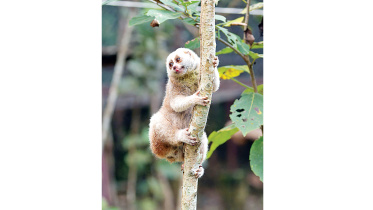 slow_loris.jpg