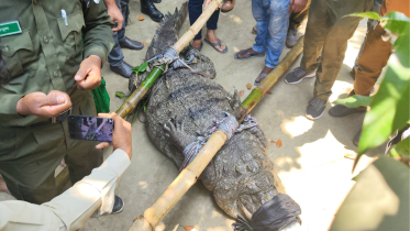 Authorities today relocated the sole crocodile from the Khan Jahan Ali shrine pond in Bagerhat, days after the reptile fatally attacked a child. Photo: Star