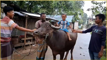 Argentina_Buffalo.jpg
