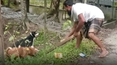 DogKilling_Patuakhali.jpg