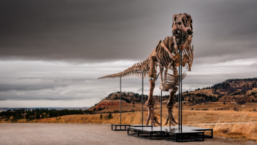 Gus the T Rex