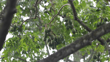 hog plum farming in Bangladesh