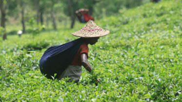 Tea new .jpg
