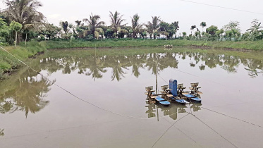 Power crisis affect shrimp farming in Bangladesh