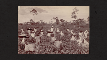 tea worker and Mulluke Cholo.png