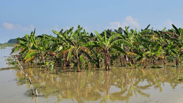The Padma rose quickly, approaching the danger level and flooding banana, mashkalai and vegetable fields in the riverbank shoal areas. Photo: Star