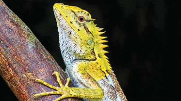 Crested_Lizard.jpg