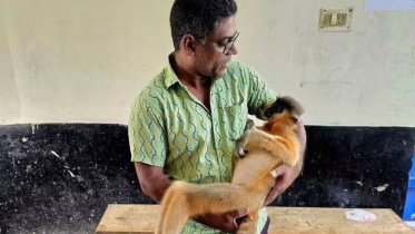 langur.jpg