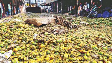 Artificially ripened mangoes