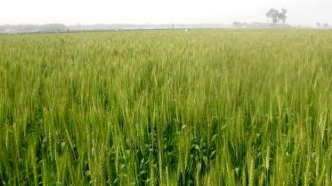 bumper-wheat-yield.jpg