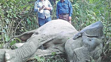 wild elephant died